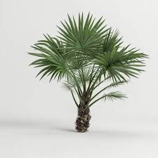Image result for Washingtonia