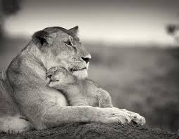 Babies Too Cute Bebes Animaux Animaux Beaux Felin