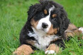 Bernese Mountain Dog Dog Breed Information