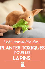 Liste Complete Des Plantes Toxiques Pour Lapin Alimentation Lapin Lapin Lapins Animal De Compagnie