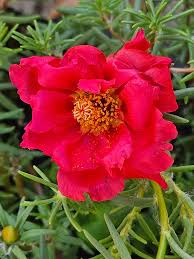 Image result for Portulaca