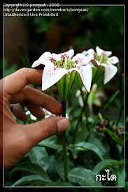 Image result for Rothmannia longiflora