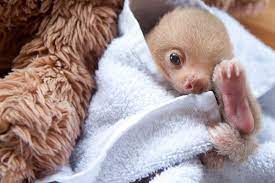 12 Adorable Sloth Pictures You Didn T Know You Needed Sloth Photos Cute Sloth Pictures Baby Sloth