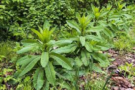 Image result for Lactuca glandulifera