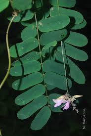 Image result for Abrus melanospermus