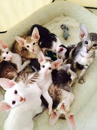 From wikimedia commons, the free media repository. Senrabe Oriental Shorthairs Home Facebook