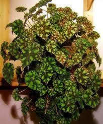 Home › begonia 'kit kat' the plant store begonia 'kit kat' regular price $12.00 sale price $0.00 unit price / per. 8 Begonija Ideas Begonia House Plants Plants