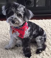 Our 5 time champion and first havanese! Promise S Havapoo Puppies Havanese Poodle Sunny Day Puppies