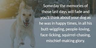 When it occurs, you should make support to your such friend, family member and beloved by sending him/her sympathy messages for loss of pet or pet condolence message. Dog Gone 20 Inspirational Quotes About Losing A Dog Terribly Terrier