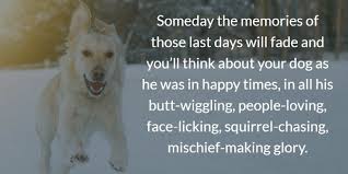 He worked along with his wife evans and pat brandy. Dog Gone 20 Inspirational Quotes About Losing A Dog Terribly Terrier