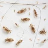 Image result for what supplies do i need to start a mobile lice treatment business