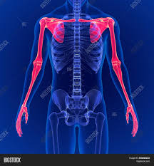 This category contains various parts of human body, separate organs as eyes, nose and lips, hands and chest. Human Skeleton System Image Photo Free Trial Bigstock