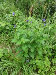 Image result for Stachytarpheta cayennensis