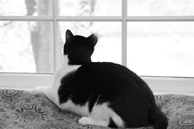 Birds For Cats To Watch Photo Calvin The Cat Watching Snow Cats Photo Cat Love