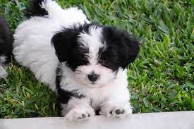Breeder California Havanese Breeder California Havanese Puppies Kokomo Havanese Havanese Puppies Havanese Puppies For Sale Havanese