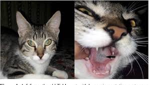 As cat owners, we know that it's our duty to keep a watchful eye on our cats' gums, mouth, and teeth. Pdf Lingual Lentigo In Two Cats Semantic Scholar