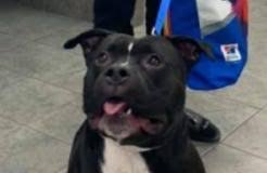 It's worked wonders for dogs with aggression towards people or other dogs as well as food aggression or possessiveness. Bruno From Franklin County Dog Shelter Dies Sparking Cruelty Probe