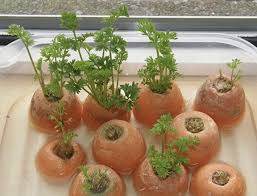 Untuk melakukannya, siapkan air di dalam wadah yang tembus pandang. Regrow Sayuranmu Zerowaste Id