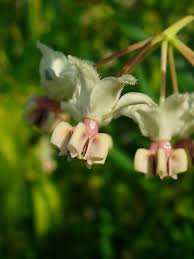 Image result for Gomphocarpus semilunatus