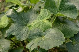 Image result for Piper umbellatum