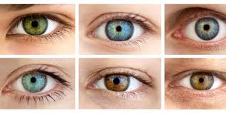 Mais cette couleur n'est pas définitive. Comment La Couleur Des Yeux Est Elle Determinee