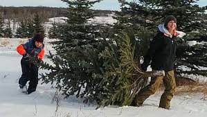 Check spelling or type a new query. Non Native Tree Removal And A Christmas Tree Shortage Tackled By Conservation Group Ctv News