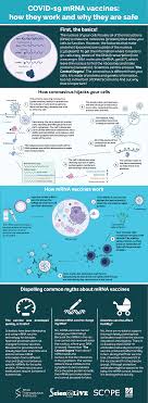 Working to deliver on the promise of mrna science to create a new class of transformative medicines for patients. Covid 19 Mrna Vaccines Explained