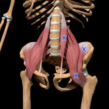 Check spelling or type a new query. Acupuncture For Psoas Trigger Points Morningside Acupuncture Nyc