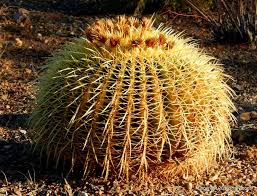 Test to see how much moisture is in the seeds. A Visit To The Spine Garden Cactus In Arizona S Sonora Desert Travelgumbo