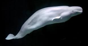 Check spelling or type a new query. Beluga Whale Wikipedia