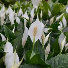 Image result for Spathiphyllum
