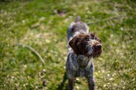 We endeavour to breed for type, temperament and personality. Wirehaired Pointing Griffon Puppies Care Training And More Pawzy