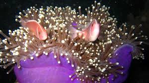 Nhấn vào ảnh để phóng to Kết quả hình ảnh cho Truyện: Đôi bạn dưới biển san hô