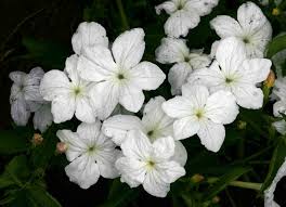 Image result for Cycnium