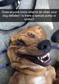 If any of these silly jokes made you smile then please share this post with your friends on social media. 30 Hilarious Dog Snapchats That Will Makes You Laugh So Hard Funny Animal Memes Cute Funny Dogs Dog Snapchats