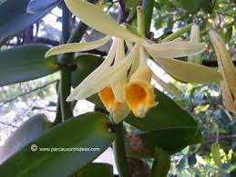 Image result for Polystachya cribbiana