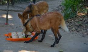 Casais De Animais Do Riozoo Ganham Um Dia Romantico Jornal O Globo