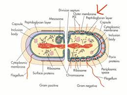 Structural Comparison Of Gram Negative And Gram Positive