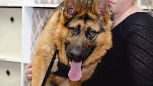 Find german shepherd dog puppies and breeders in your area and helpful german shepherd dog information. German Shepherd Named Quasimodo Living With Rare Spinal Condition Abc News