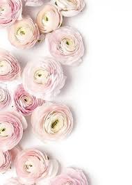 We did not find results for: Light Pink Border Flowers Wallpaper Pretty Flowers Petals Ranunculus