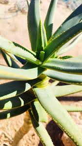 Image result for Aloidendron