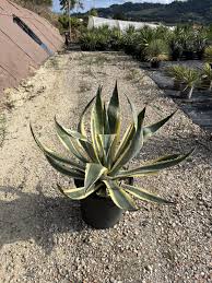 Image result for Agavaceae