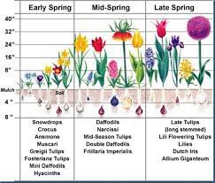 Pinterest Spring Bulbs Google Suche Spring Flowering Bulbs Bulb Flowers Planting Bulbs