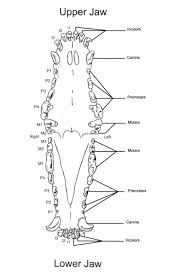 Puppy Teeth Chart