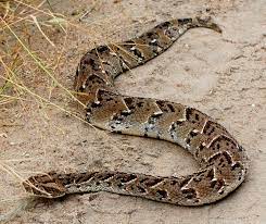 Puff Adder Bitis Arietans Africa Many Legs And Arms Need To Be Amputated Due To The Damage From This Snake S Venom Poisonous Snakes Adder Snake Snake