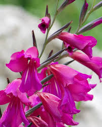 Image result for Gladiolus zambesiacus