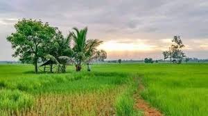  Sawah Dan Sore Hari Pemandangan Alam Alam Semesta