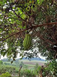 Image result for Telfairia pedata