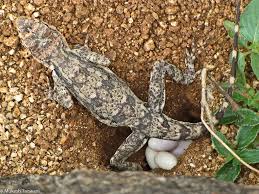 What To Do About House Lizard Eggs - Critter Ridder Texas - Austin, Tx