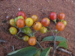 Image result for Cordia sinensis